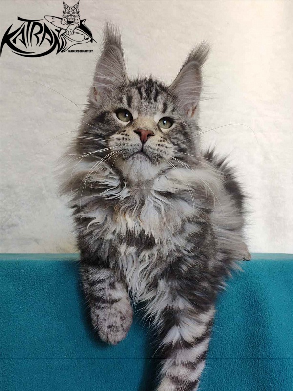 Katran Tornado - Кошеня мейн-кун 4 місяця