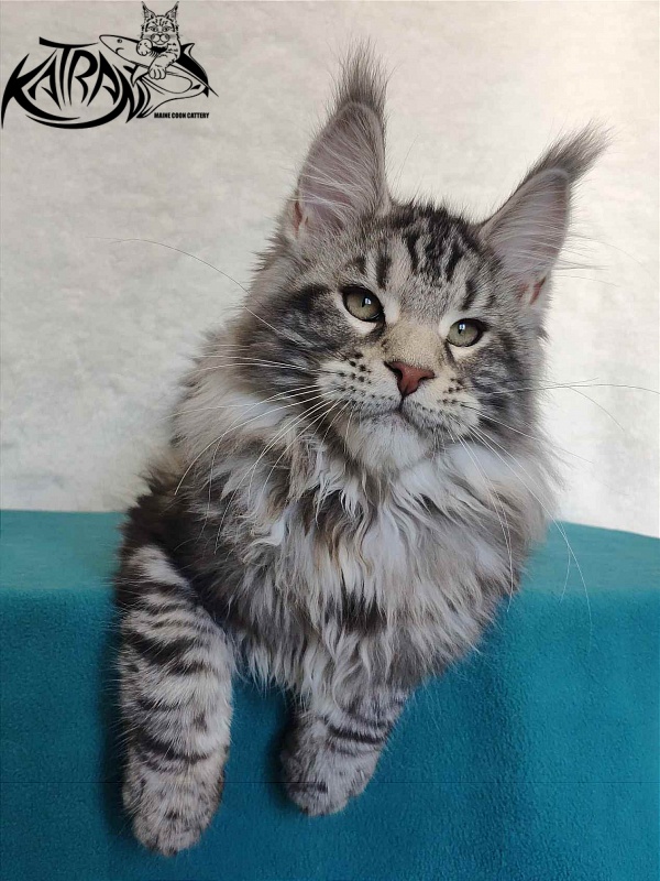 Katran Tornado - Кошеня мейн-кун 4 місяця