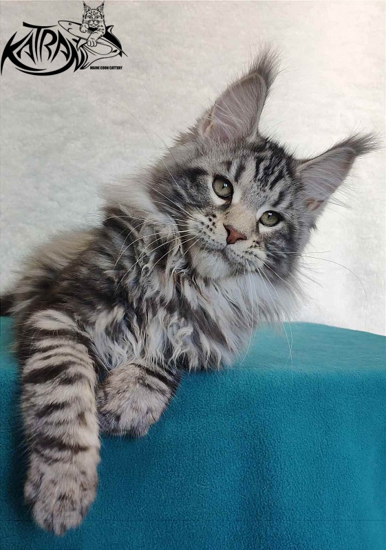 Katran Tornado - Кошеня мейн-кун 4 місяця