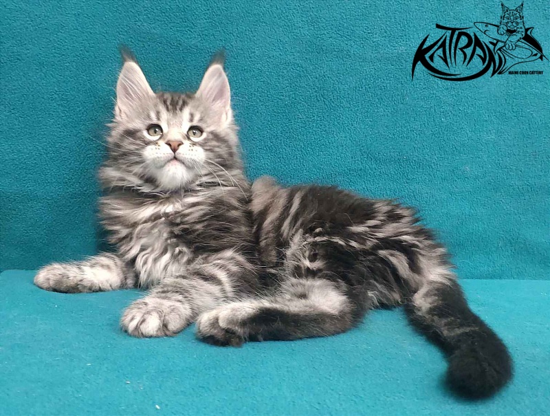 Katran Tornado - Кошеня мейн-кун 2 місяця
