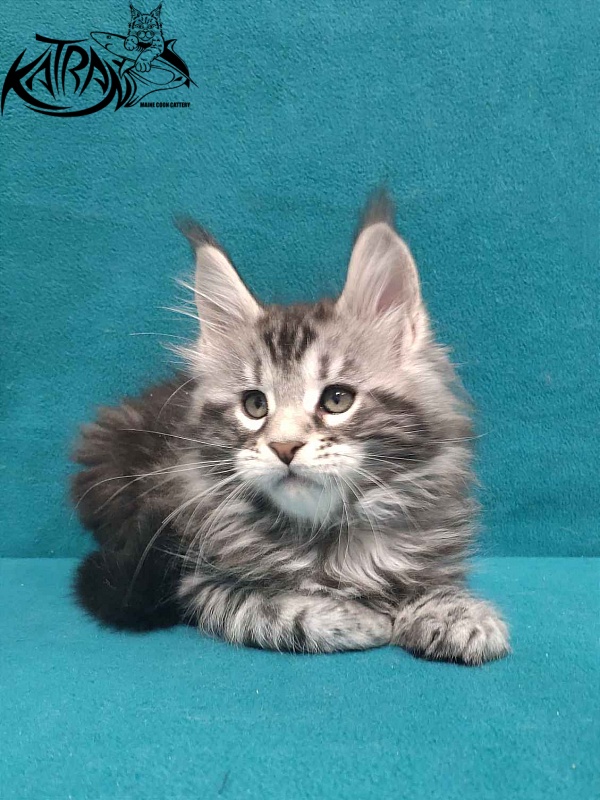 Katran Tornado - Кошеня мейн-кун 2 місяця