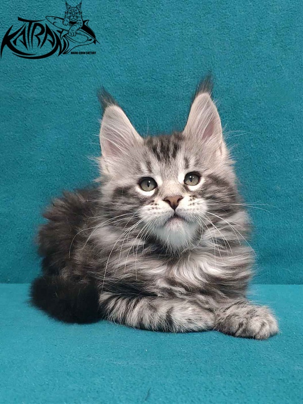 Katran Tornado - Кошеня мейн-кун 2 місяця