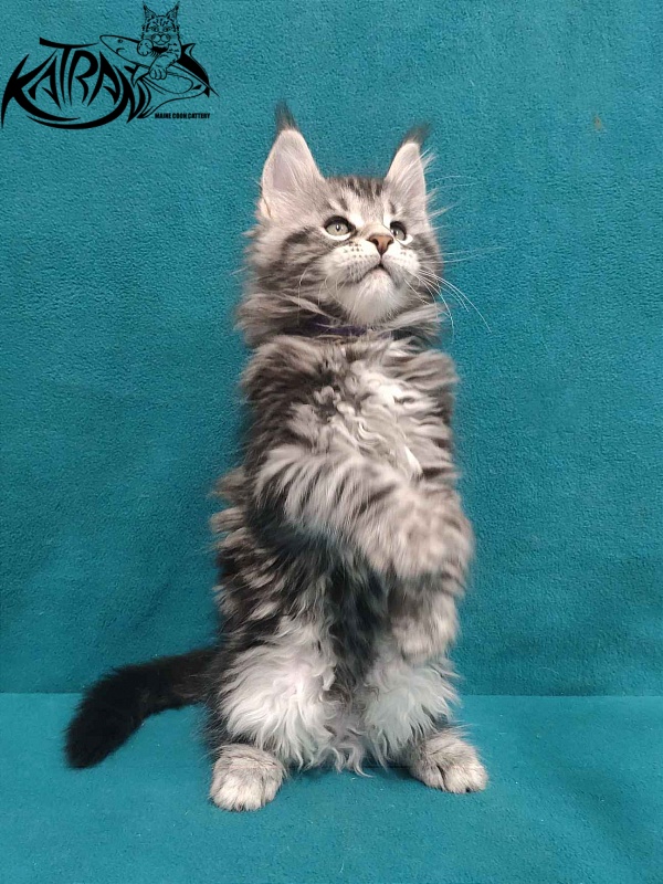 Katran Tornado - Кошеня мейн-кун 2 місяця