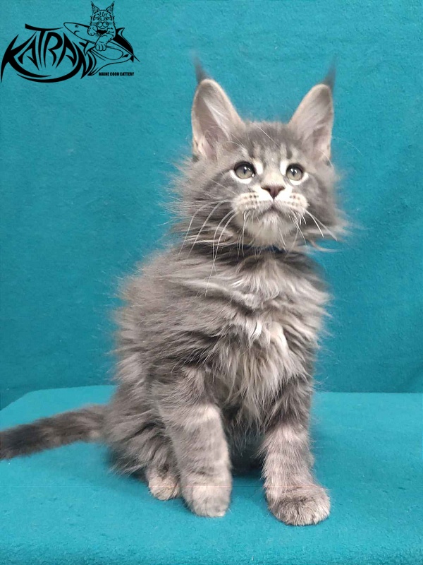Katran Taison - Кошеня мейн-кун 2 місяця