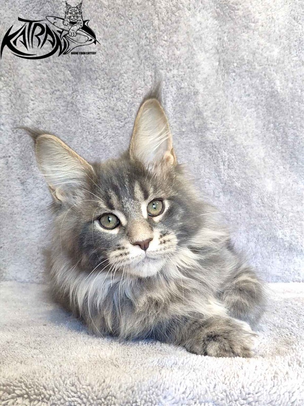 Katran Taison - Кошеня мейн-кун 3 місяця