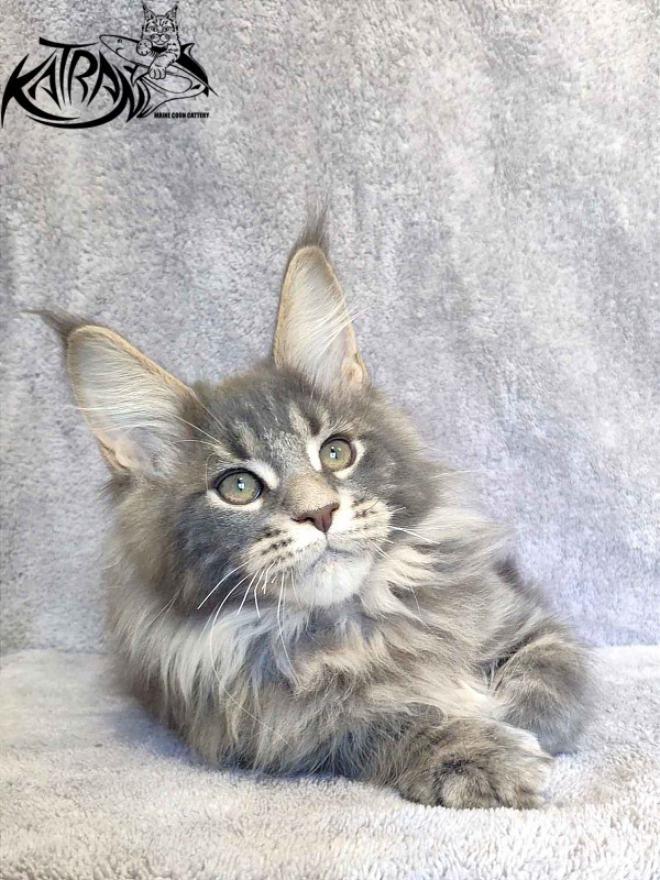 Katran Taison - Кошеня мейн-кун 3 місяця