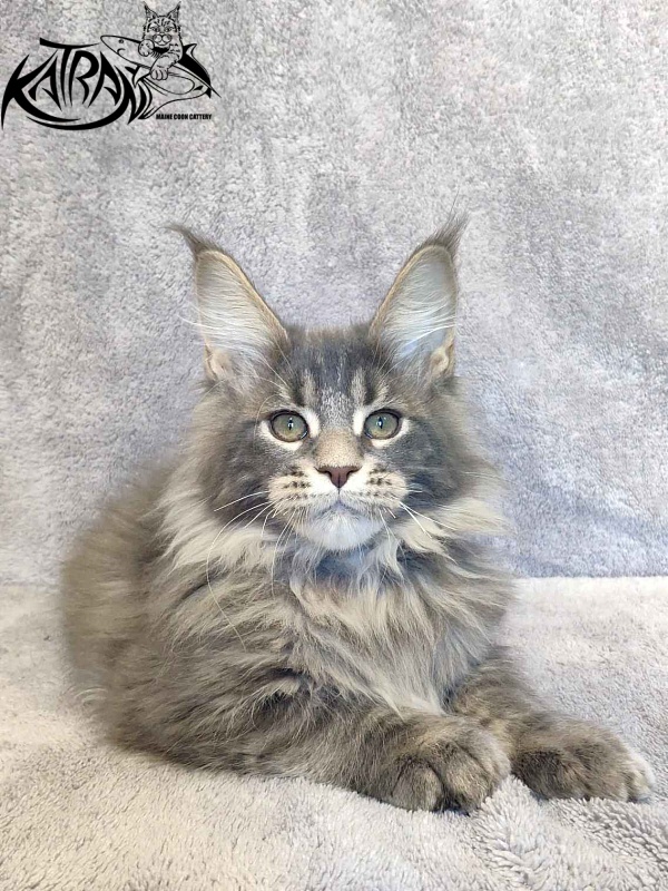 Katran Taison - Кошеня мейн-кун 3 місяця