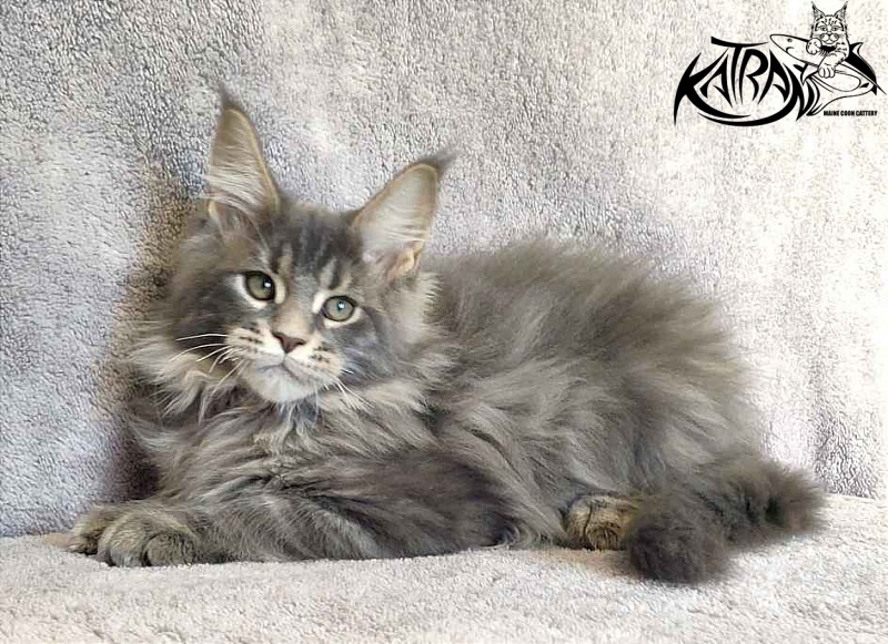 Katran Taison - Кошеня мейн-кун 3 місяця