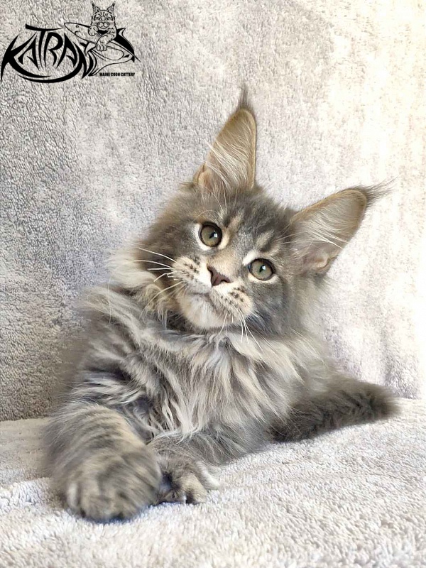 Katran Taison - Кошеня мейн-кун 3 місяця