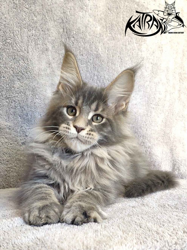 Katran Taison - Кошеня мейн-кун 3 місяця