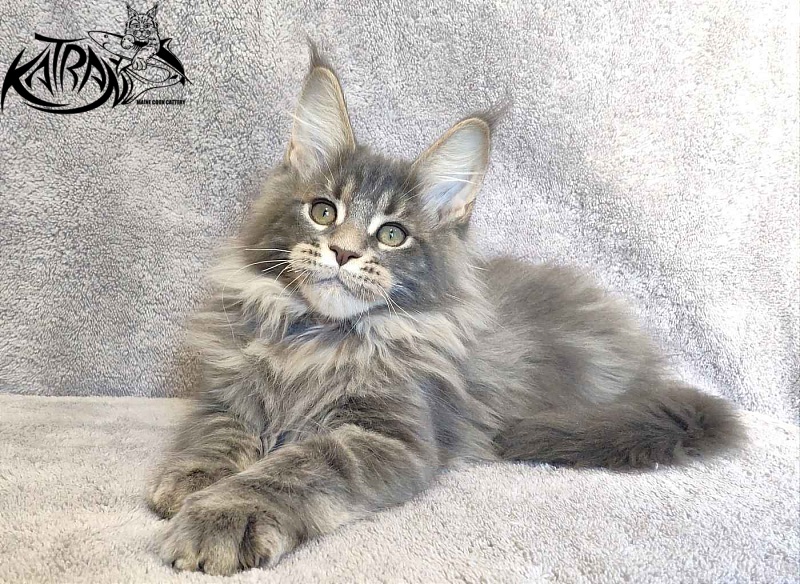 Katran Taison - Кошеня мейн-кун 3 місяця