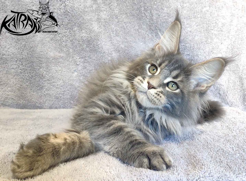 Katran Taison - Кошеня мейн-кун 3 місяця