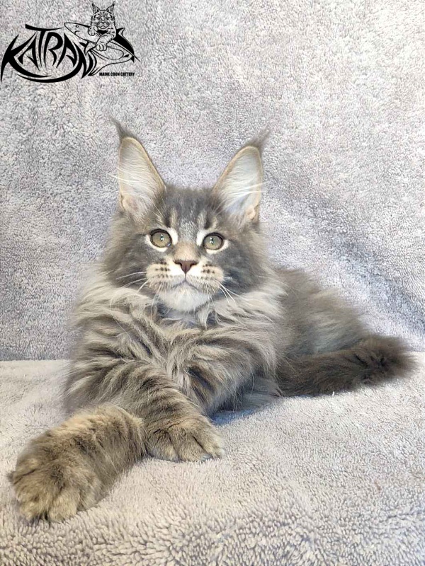 Katran Taison - Кошеня мейн-кун 3 місяця