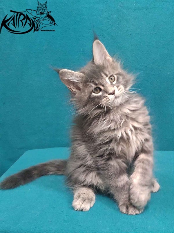 Katran Taison - Кошеня мейн-кун 2 місяця