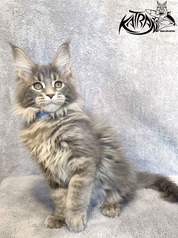 Katran Taison - Кошеня мейн-кун 3 місяця
