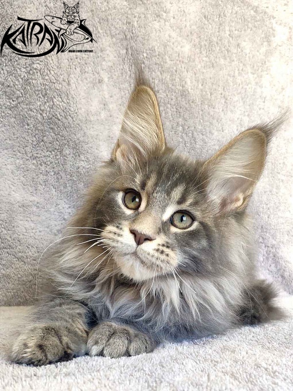 Katran Taison - Кошеня мейн-кун 3 місяця