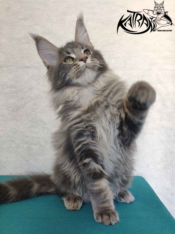 Katran Taison - Кошеня мейн-кун 4 місяця