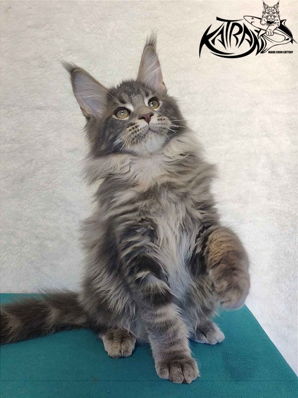 Katran Taison - Кошеня мейн-кун 4 місяця