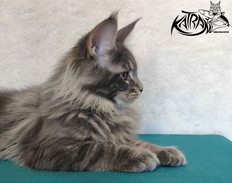 Katran Taison - Кошеня мейн-кун 4 місяця
