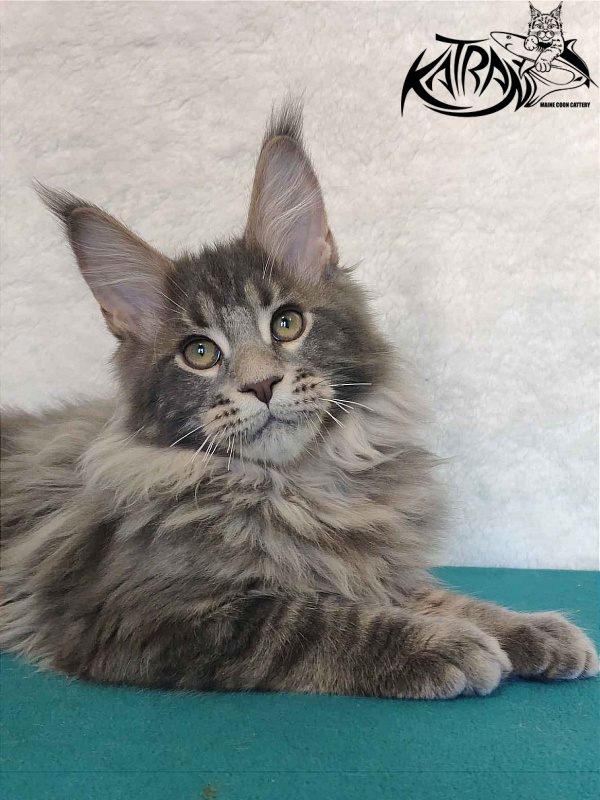 Katran Taison - Кошеня мейн-кун 4 місяця