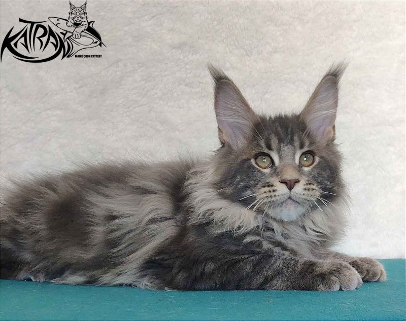 Katran Taison - Кошеня мейн-кун 4 місяця