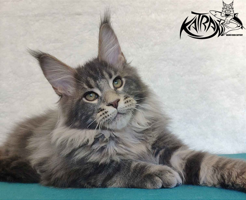 Katran Taison - Кошеня мейн-кун 4 місяця