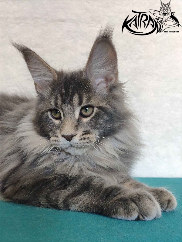 Katran Taison - Кошеня мейн-кун 4 місяця