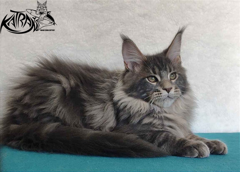 Katran Taison - Кошеня мейн-кун 4 місяця