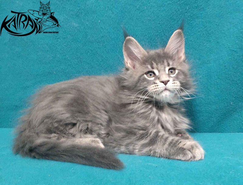 Katran Taison - Кошеня мейн-кун 2 місяця