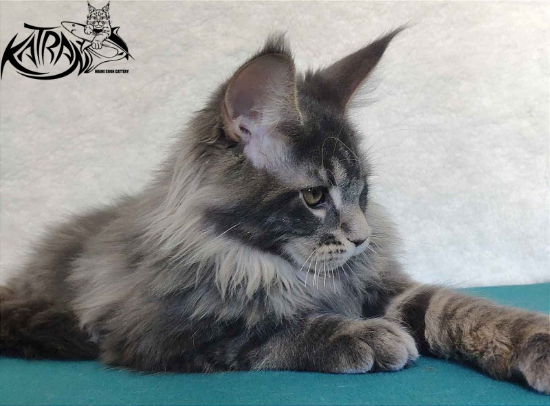 Katran Taison - Кошеня мейн-кун 4 місяця