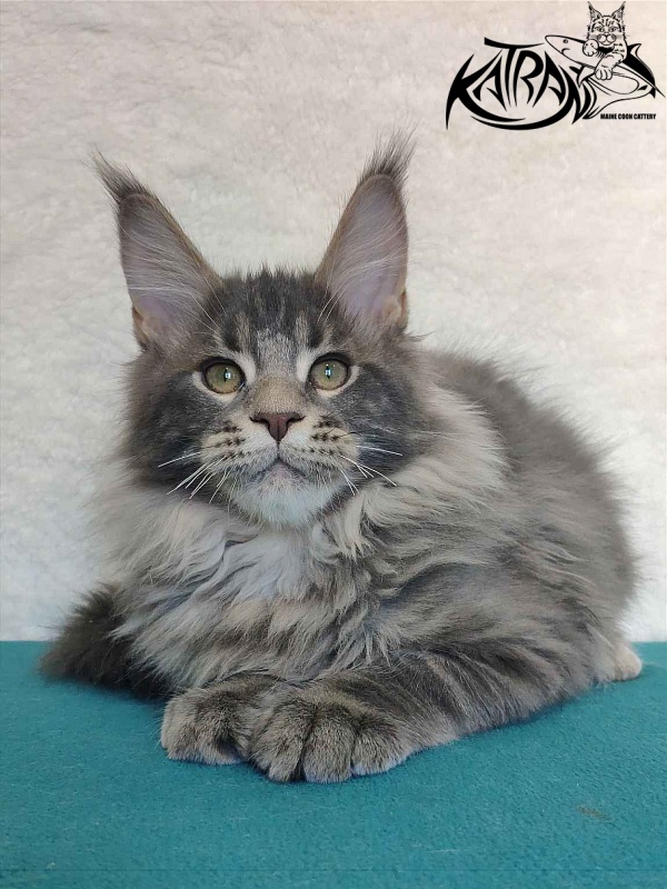 Katran Taison - Кошеня мейн-кун 4 місяця