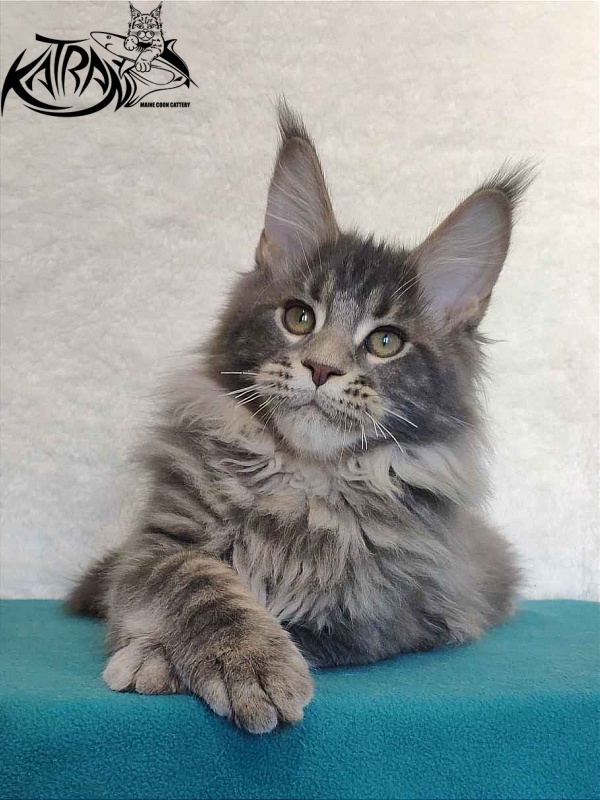 Katran Taison - Кошеня мейн-кун 4 місяця