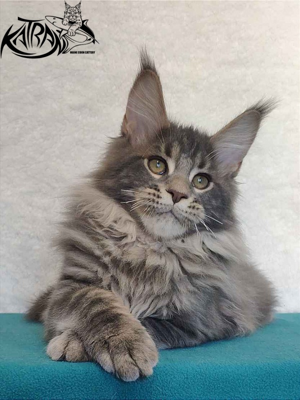 Katran Taison - Кошеня мейн-кун 4 місяця