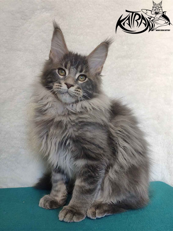 Katran Taison - Кошеня мейн-кун 4 місяця