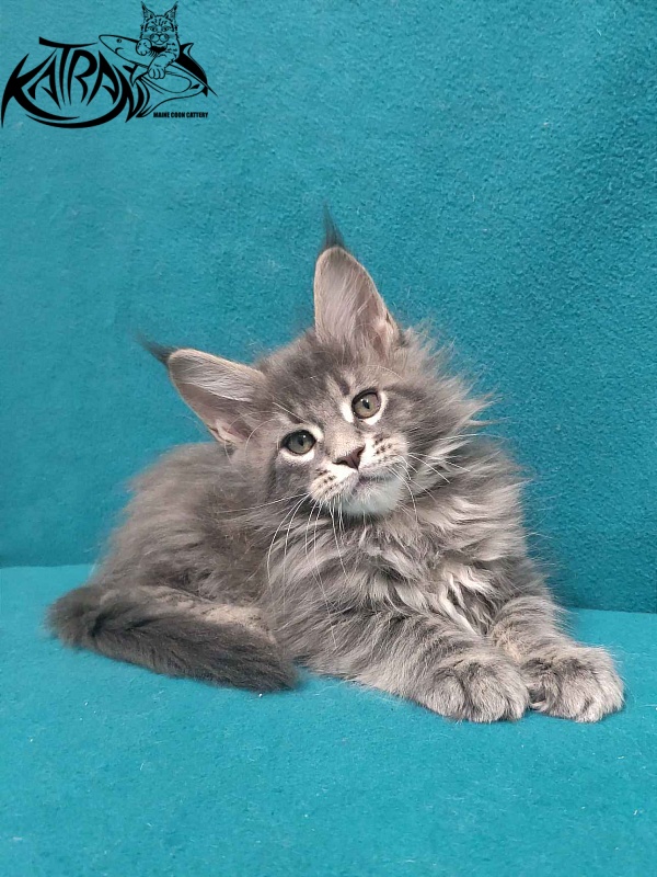Katran Taison - Кошеня мейн-кун 2 місяця