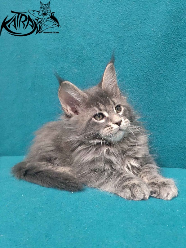 Katran Taison - Кошеня мейн-кун 2 місяця