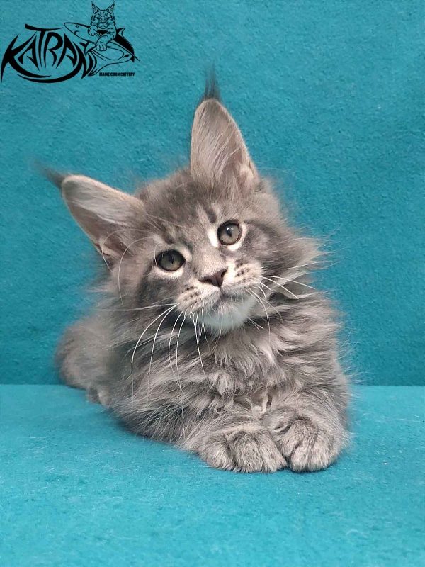 Katran Taison - Кошеня мейн-кун 2 місяця