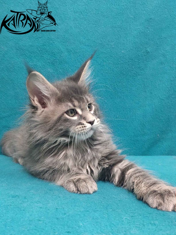 Katran Taison - Кошеня мейн-кун 2 місяця