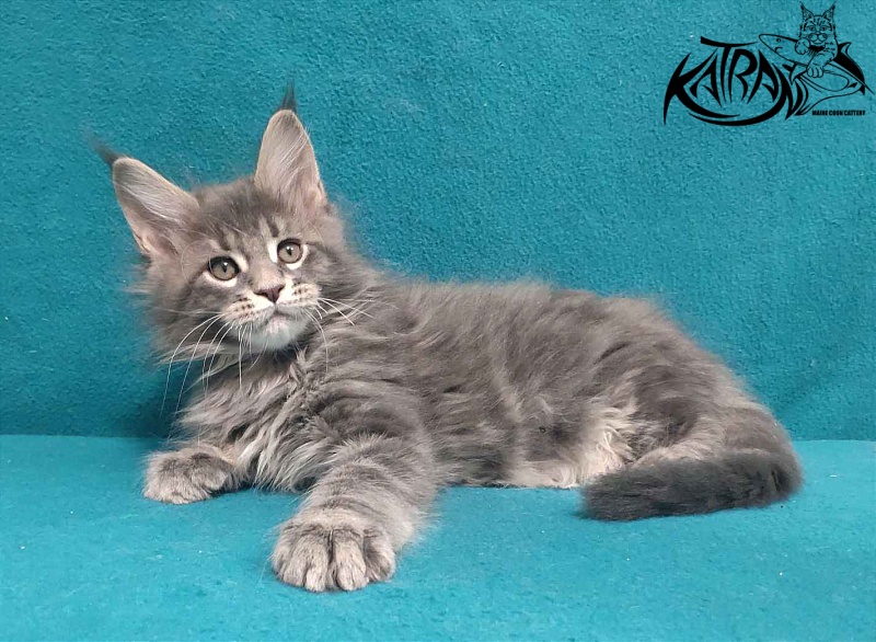 Katran Taison - Кошеня мейн-кун 2 місяця