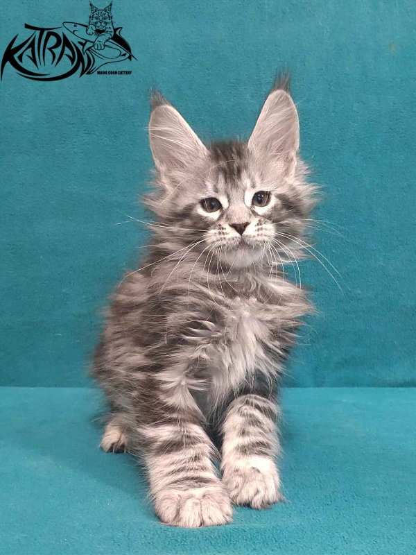 Katran Tiger - Кошеня мейн-кун 2 місяця