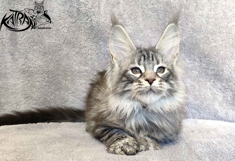 Katran Tiger - Кошеня мейн-кун 3 місяця