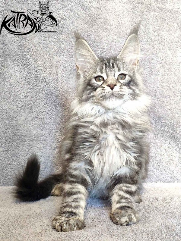 Katran Tiger - Кошеня мейн-кун 3 місяця