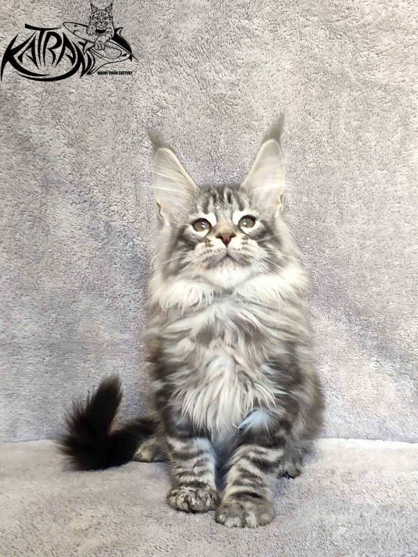 Katran Tiger - Кошеня мейн-кун 3 місяця