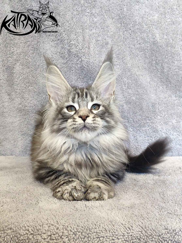 Katran Tiger - Кошеня мейн-кун 3 місяця