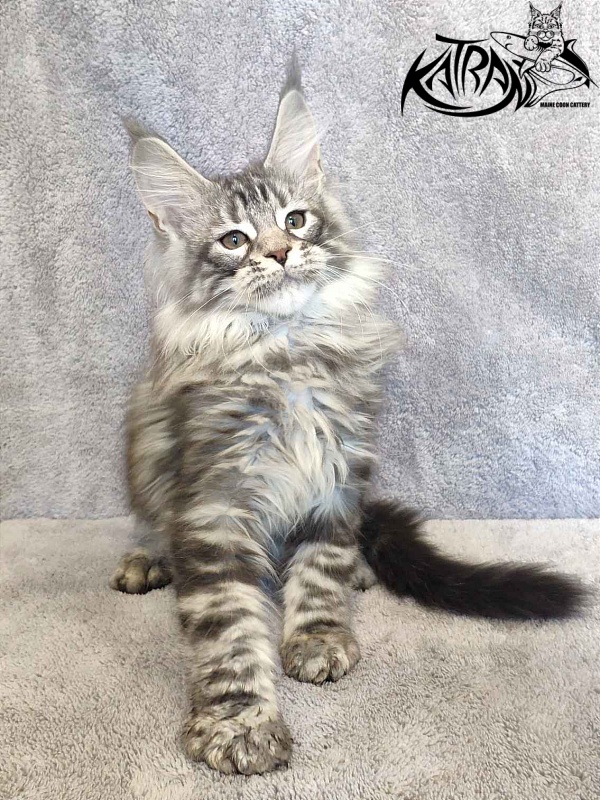 Katran Tiger - Кошеня мейн-кун 3 місяця