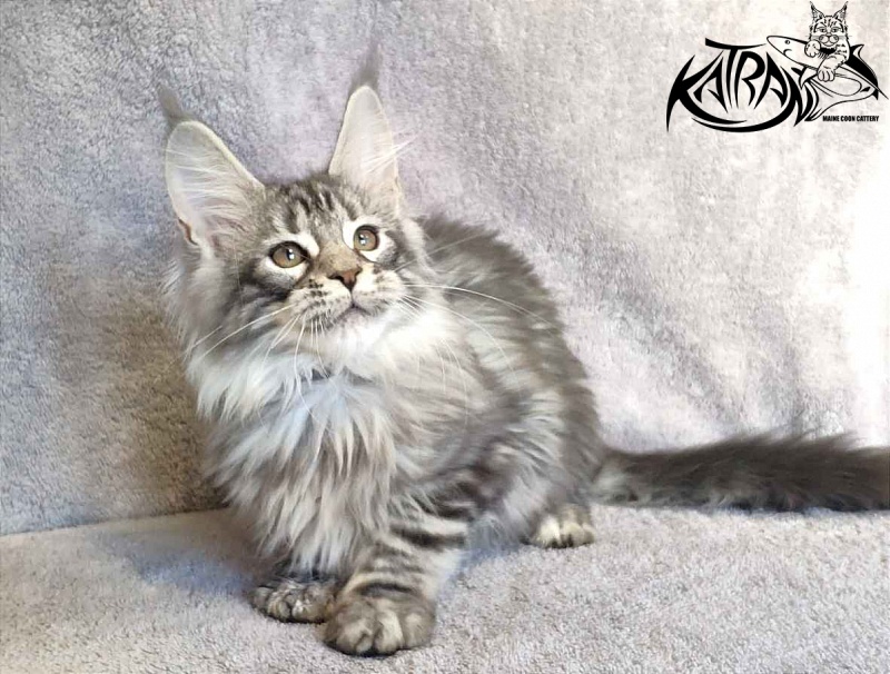 Katran Tiger - Кошеня мейн-кун 3 місяця