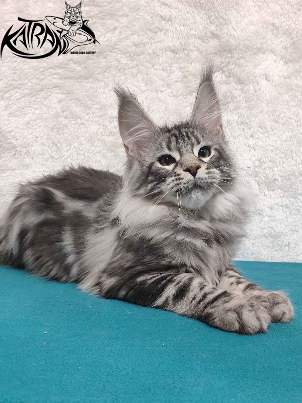 Katran Tiger - Кошеня мейн-кун 4 місяця