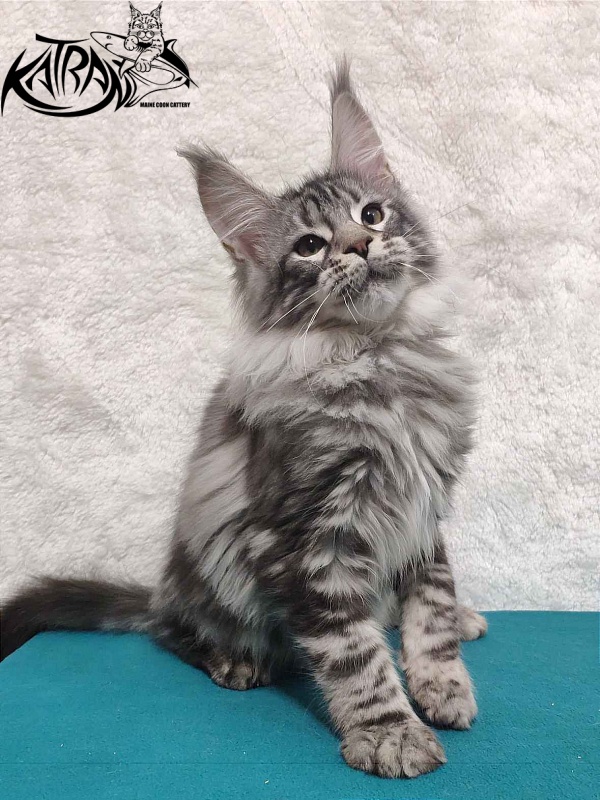 Katran Tiger - Кошеня мейн-кун 4 місяця
