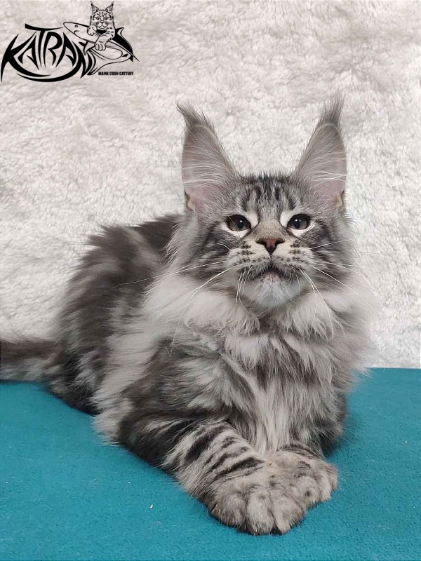 Katran Tiger - Кошеня мейн-кун 4 місяця