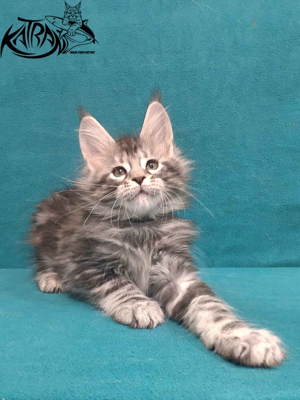 Katran Tiger - Кошеня мейн-кун 2 місяця